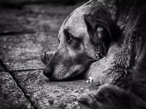 benefícios do cha de louro_betano aposta_bicho de 7 cabeças